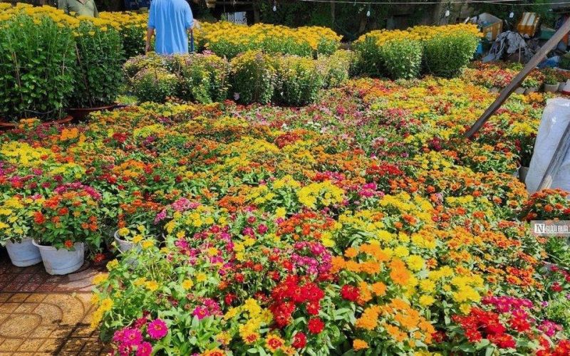 Bình Thuận: Rộn ràng sắc xuân chợ hoa Tết Giáp Thìn 2024