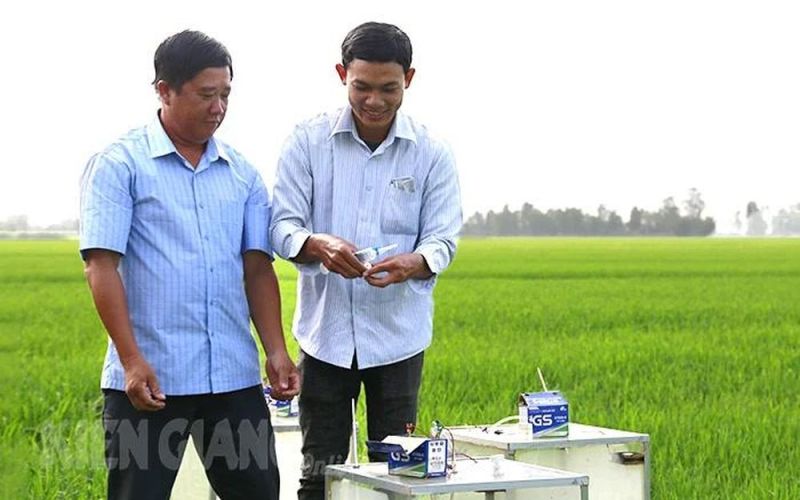 Áp dụng khoa học, kỹ thuật sản xuất lúa chất lượng cao