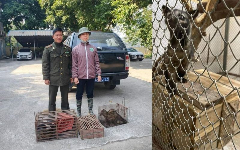 Bàn giao 04 cá thể cầy hương cho Trung tâm Cứu hộ động vật hoang dã Hà Nội