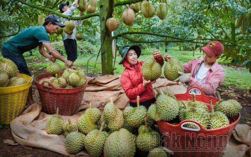 Bản tin kinh tế 20/1: Xuất khẩu rau quả tăng mạnh; loạt doanh nghiệp bị phạt