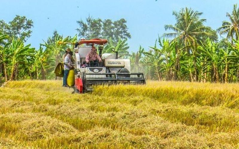 Cà Mau: Vụ lúa trên đất tôm trúng lớn