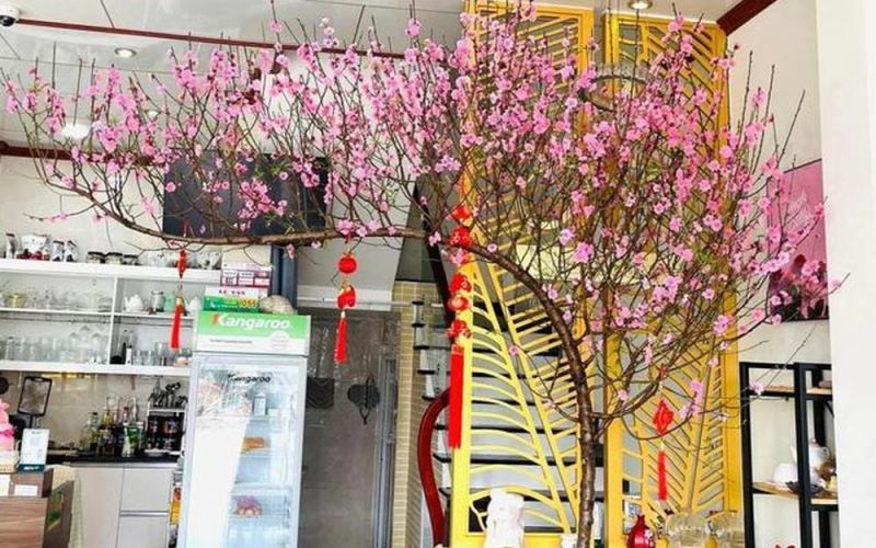 Cách hãm hoa đào nở sớm trong thời tiết nồm ẩm