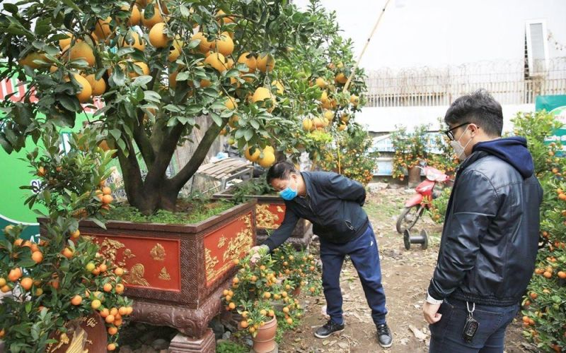 Cẩn trọng khi mua hoa, cây cảnh Tết