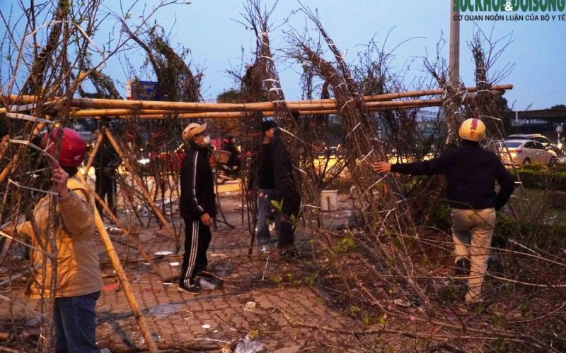 Cành đào vứt ngổn ngang, người dân tranh thủ chọn đào miễn phí về chơi Tết