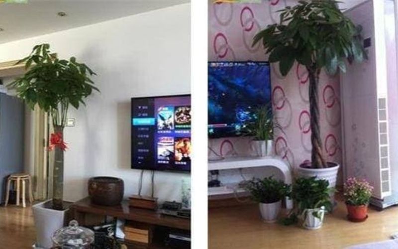 Cạnh tủ tivi trồng cây gì? Chọn 1 trong 3 loại cây này, kiểu dáng thanh cao, ý nghĩa tốt, được nhiều người ưa chuộng