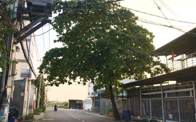 Cây bàng to tự mọc trước nhà, tôi có thể tự chặt cho an toàn không?