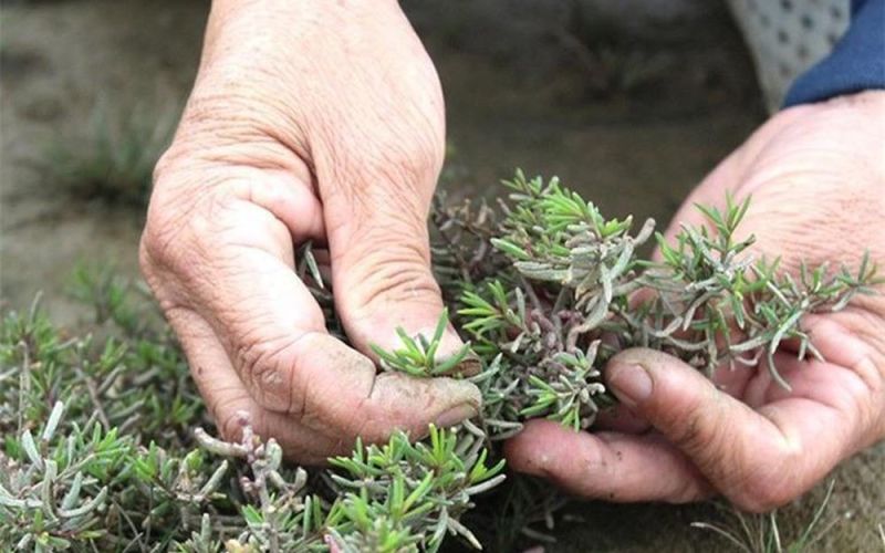 Cây dại mọc tua tủa sau mưa, xưa hái ăn 'cứu đói' nay thành đặc sản có hương vị lạ, giá 50.000 đồng/kg