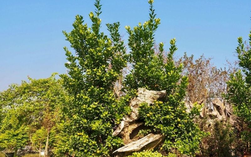 Chiêm ngưỡng loạt bonsai gỗ lũa độc lạ đón Tết 2024