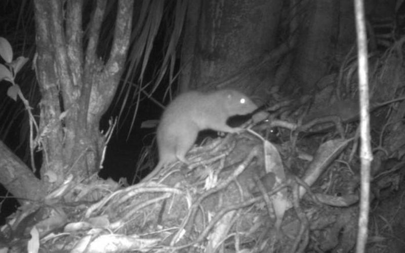 Chuyện lạ thế giới: Phát hiện chuột khổng lồ có thể lớn bằng trẻ sơ sinh