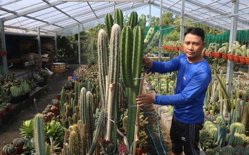 CLIP: Trồng xương rồng trong nhà kính, người đàn ông ở Cần Thơ 'hốt bạc' dịp Tết