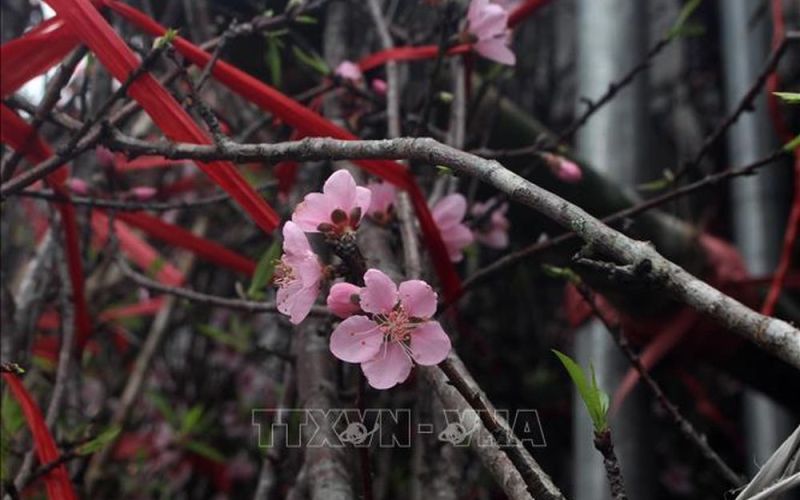 Đào đá Mường Lát vào vụ Tết