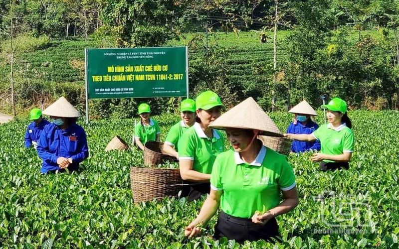 Đẩy mạnh ứng dụng khoa học công nghệ: Chắp cánh cho chè Thái Nguyên 'bay' xa