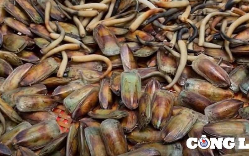 Đến Kiên Giang thưởng thức cà xỉu, món đặc sản lạ lùng gây nghiện