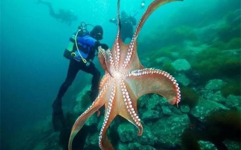 Điểm danh 10 loài động vật biển lớn nhất lịch sử trái đất, có sinh vật trái tim to bằng ô tô