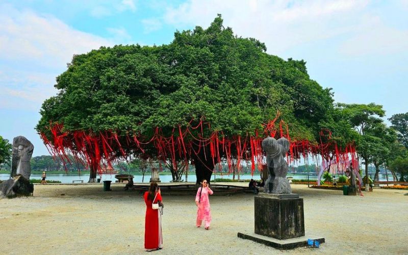 Điều ít biết về cây sanh cổ thụ hút khách check-in ở Huế