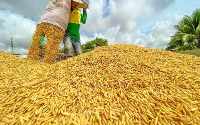 Doanh nghiệp chờ giá lúa xuống thấp, nông dân lại muốn bán được giá cao