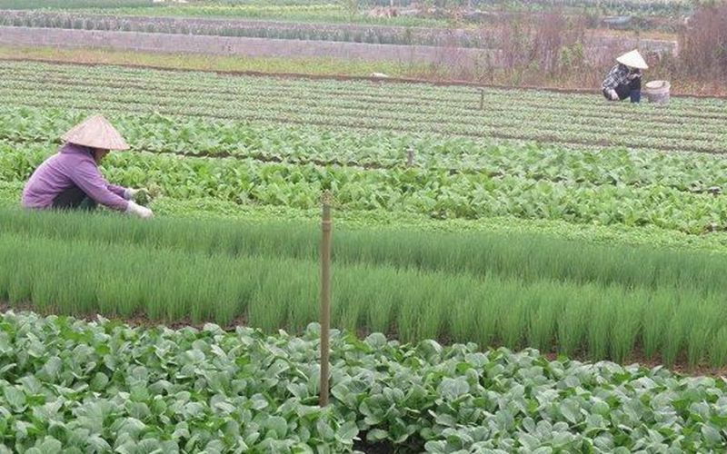 Dồi dào nguồn cung rau xanh dịp Tết