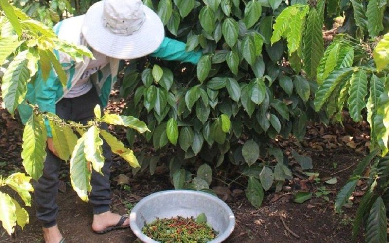 Dự báo xuất khẩu tiêu năm 2024 thuận lợi cả về lượng lẫn giá