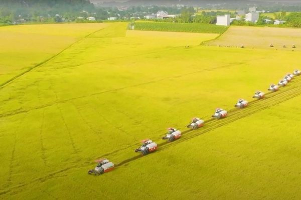 Đường dài cho xuất khẩu gạo: Bài 2 - Thị trường biến động liên tục, rủi ro thua lỗ chực chờ