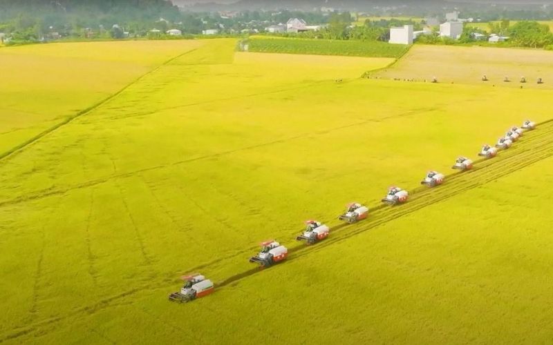 Đường dài cho xuất khẩu gạo: Bài 2 - Thị trường biến động liên tục, rủi ro thua lỗ chực chờ