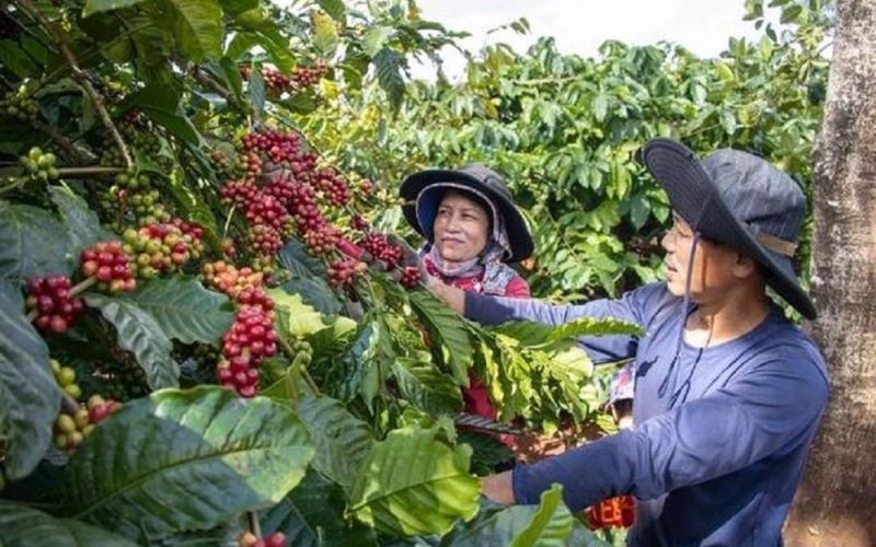 Giá cà phê trong nước 'xuyên thủng' mốc 80.000 đồng/kg, xuất khẩu kỳ vọng lập 'đỉnh' mới