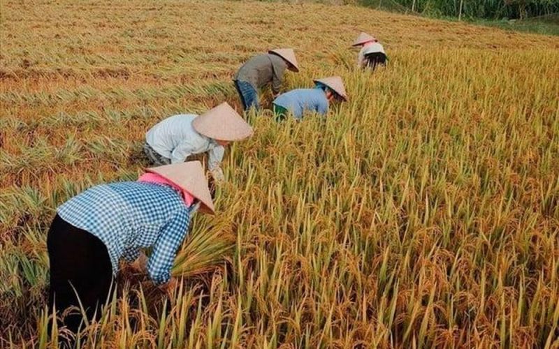 Giá gạo Việt lập đỉnh mới, đạt 663 USD/tấn