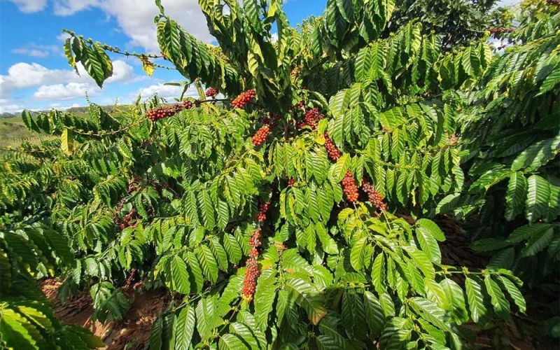 Giá nông sản ngày 8/1/2024: Cà phê tăng, hồ tiêu đạt 83.000 đồng/kg