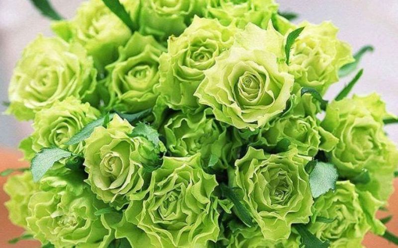 Hoa hồng màu xanh lá gây sốt, giá mỗi nơi một kiểu?