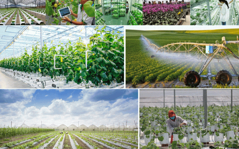 Hưng Yên: Công ty TNHH nông nghiệp công nghệ cao Phúc Sơn vi phạm quy định đầu tư