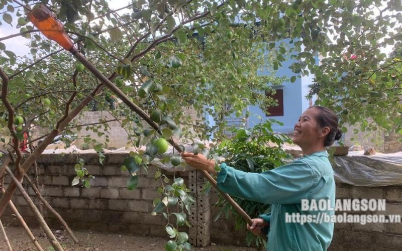 Hữu Lũng: Táo được mùa, nông dân phấn khởi