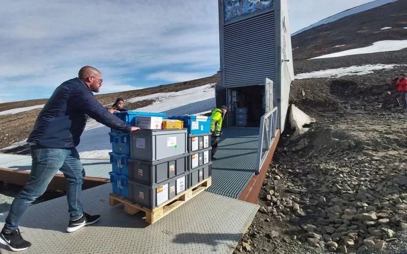 Kho hạt giống toàn cầu Svalbard nhận thêm gần 14 ngàn hạt giống ký gửi