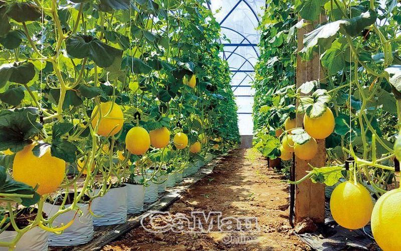 Khoa học - công nghệ đi đầu, mở lối phát triển