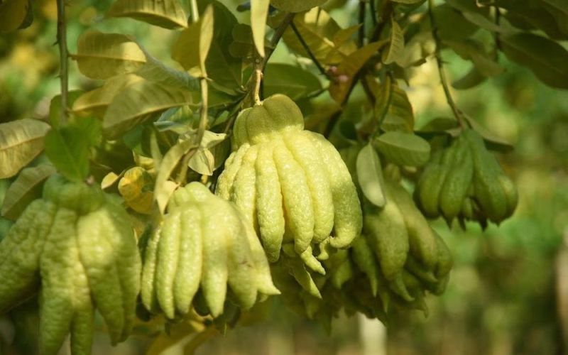 Làng trồng phật thủ lớn nhất miền Bắc tất bật vào vụ Tết