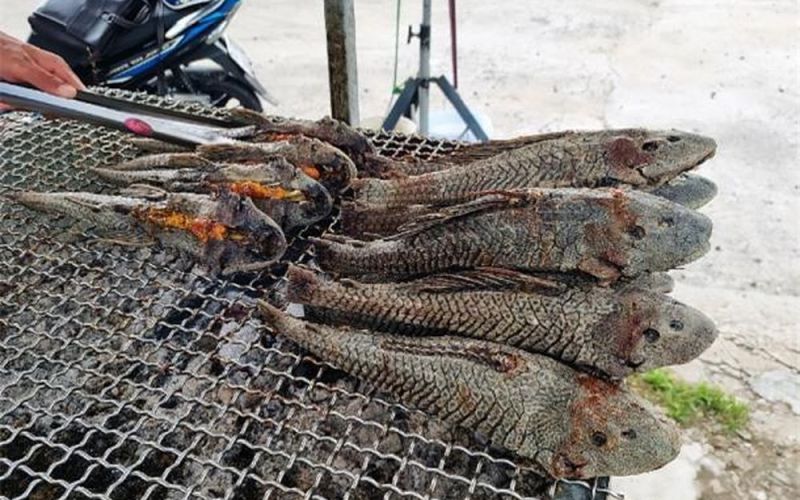 Loài cá xấu xí trở thành đặc sản miền Tây, hương vị thế nào mà ngày càng tăng giá?
