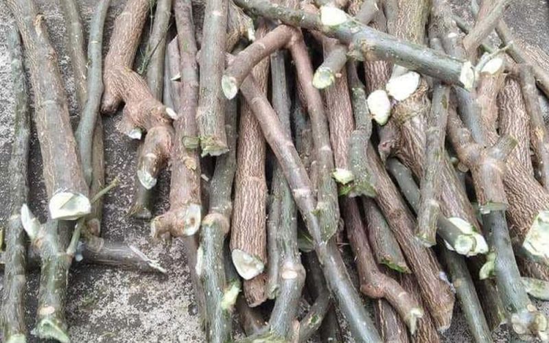 Loại rau có tên lạ bỗng lên cơn sốt, dân buôn ngày bán cả trăm cành giống