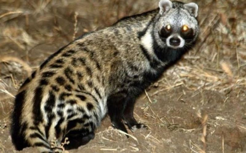 Loài thú tiết ra hương liệu quý như vàng được dùng làm nước hoa