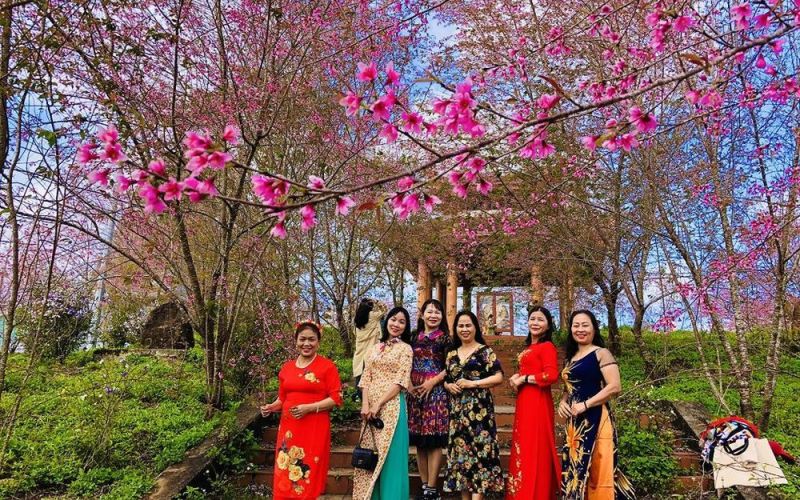 Mai anh đào nhuộm hồng núi rừng Măng Đen hút hồn du khách