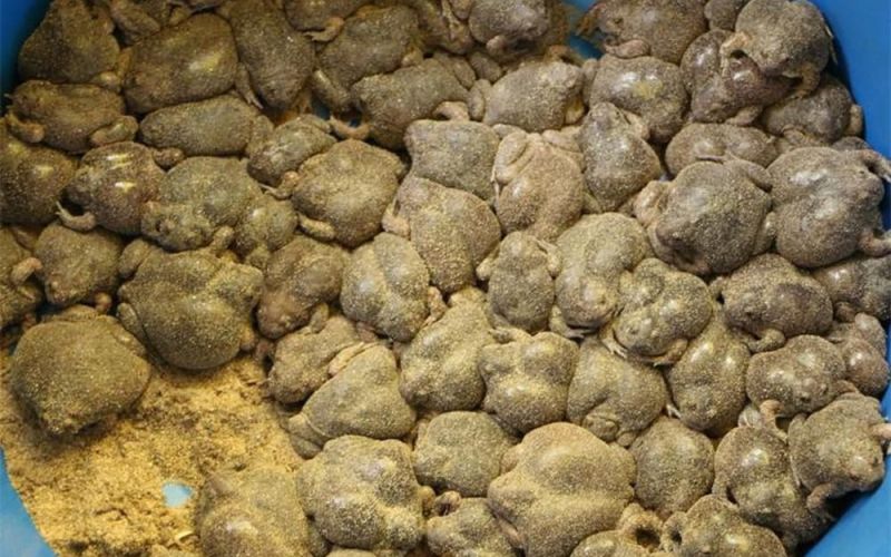 Món đặc sản có hình thức gây 'rùng mình' của người Lào, Việt Nam và Thái Lan, thực khách nhận xét: 'Cho tiền cũng chưa dám ăn'