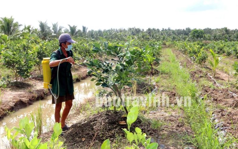 Năm 2024 sẽ chuyển đổi trên 1.400ha đất trồng lúa kém hiệu quả