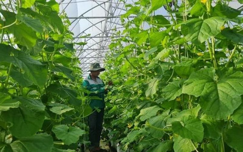 Năm 2030, TP Hồ Chí Minh trở thành trung tâm nông nghiệp công nghệ cao
