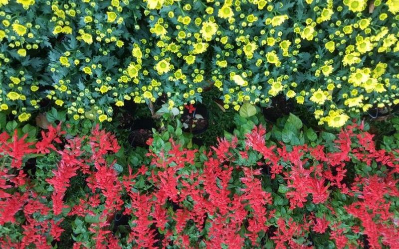 Này mùa xuân ơi...