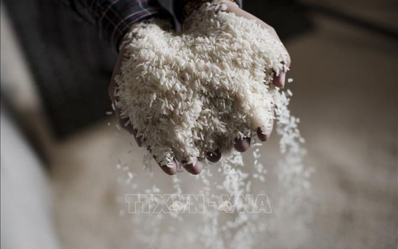 Nga tiến tới khôi phục xuất khẩu gạo