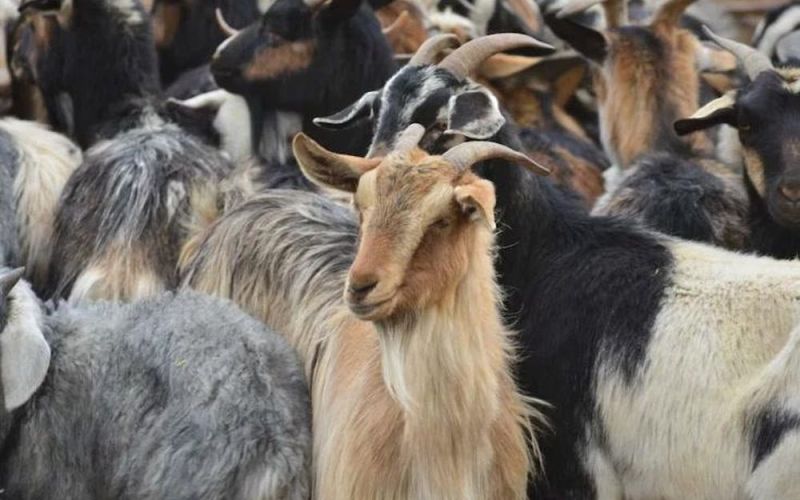 Ngành chăn nuôi tại Australia thúc đẩy nhu cầu tiêu thụ thịt dê