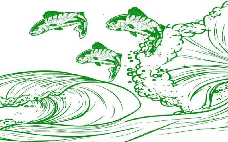 Ngành thủy sản năm 2024: Cá tra hóa rồng?