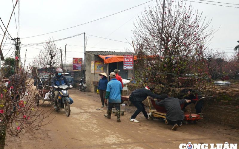 Nghề xe ôm vận chuyển đào dịp Tết kiếm tiền triệu mỗi ngày