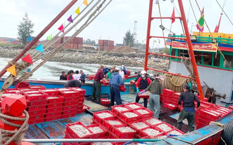 Ngư dân miền Trung ra khơi trúng đậm đầu xuân