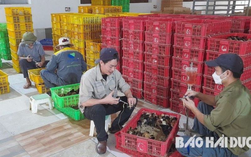Người chăn nuôi Hải Dương tất bật vào vụ mới