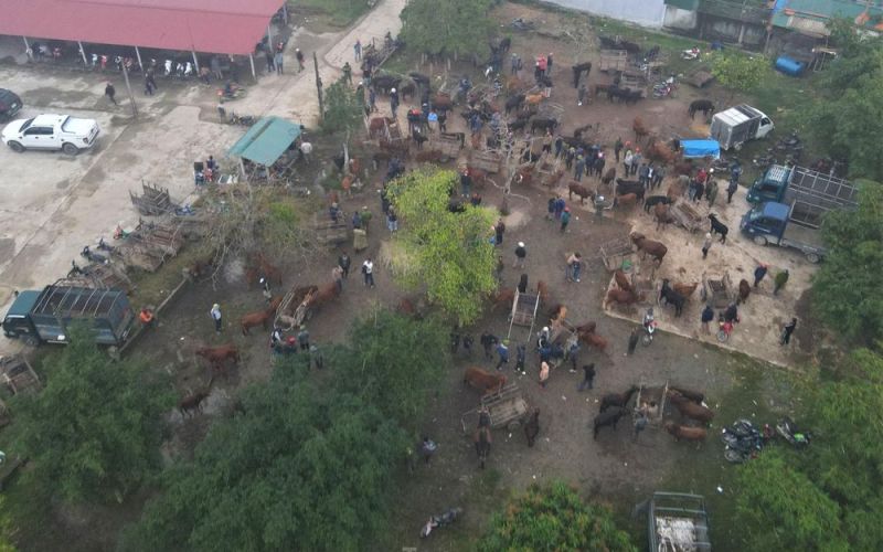 Nhộn nhịp phiên chợ trâu, bò lớn nhất Hà Tĩnh ngày cuối năm