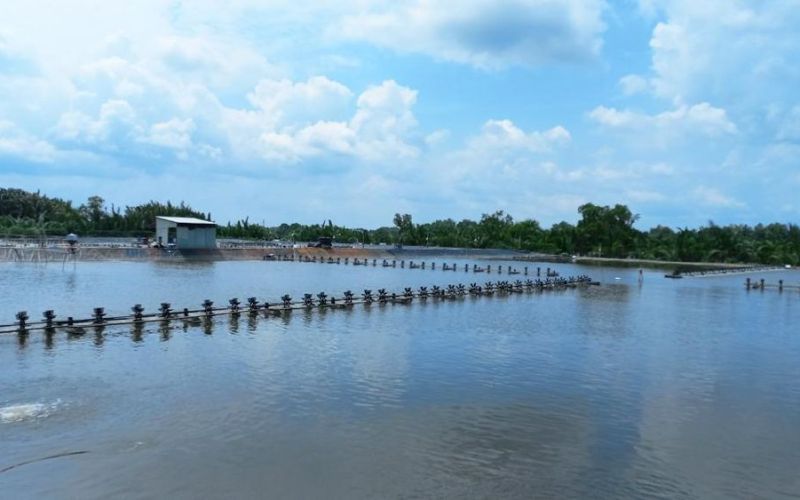 Nông dân Cần Giuộc tập trung thả nuôi vụ tôm năm 2024