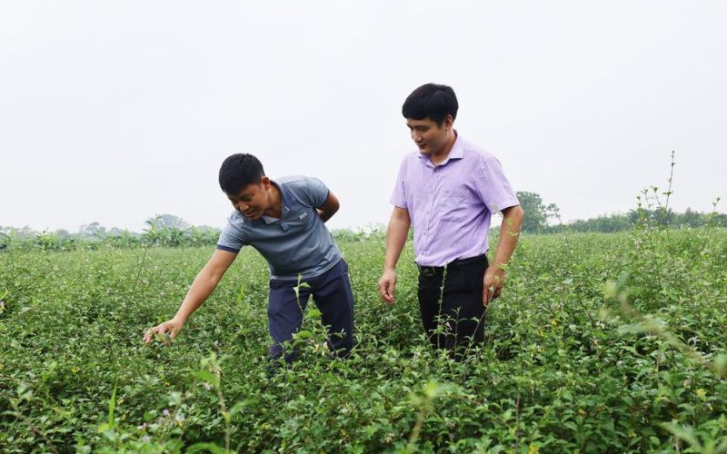 Nông dân Mỹ Đức không ngừng vươn lên